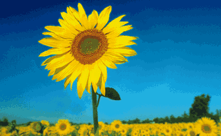 toulouse, psy, cancer, guérison, holistique, esprit