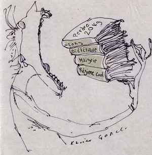 anorexie, boulimie, orthorexie, régime