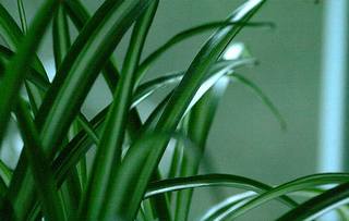 nature, vitalité, croissance, vert