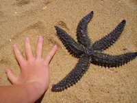 mer, innocence, enfant, trésor