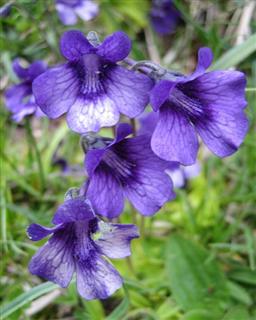 portarras-photo-de-mlle-pegues