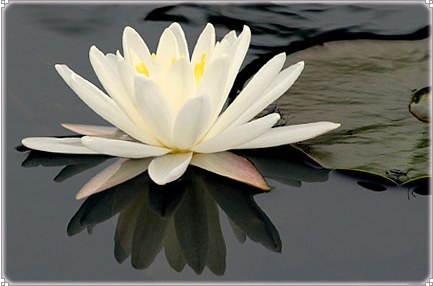 thich-nhat-hanh-paix-amour1