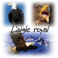 aigle