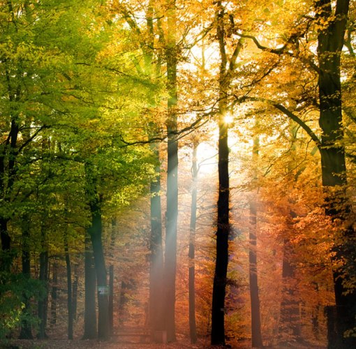 hypnose-ericksonien-f-duval-levesque-psychopraticien-hypnotherapeute-coach-psychotherapie-soutien-psychologique-coachingne